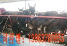 特種牲畜市場價格分析與批發(fā)渠道解讀——聚焦2019年養(yǎng)殖網(wǎng)資訊