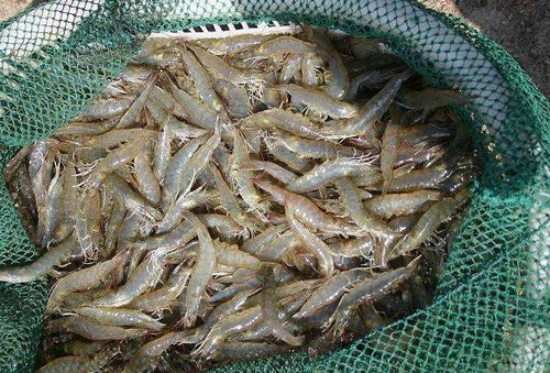 湖南12批次食品抽檢不合格，常德市民辦年貨需警惕牲畜飼養產品